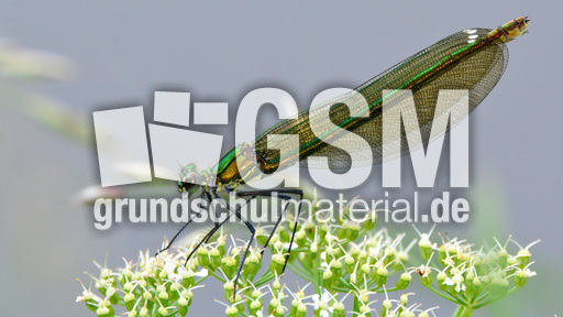 Gebänderte Prachtlibelle - Weibchen (6).jpg